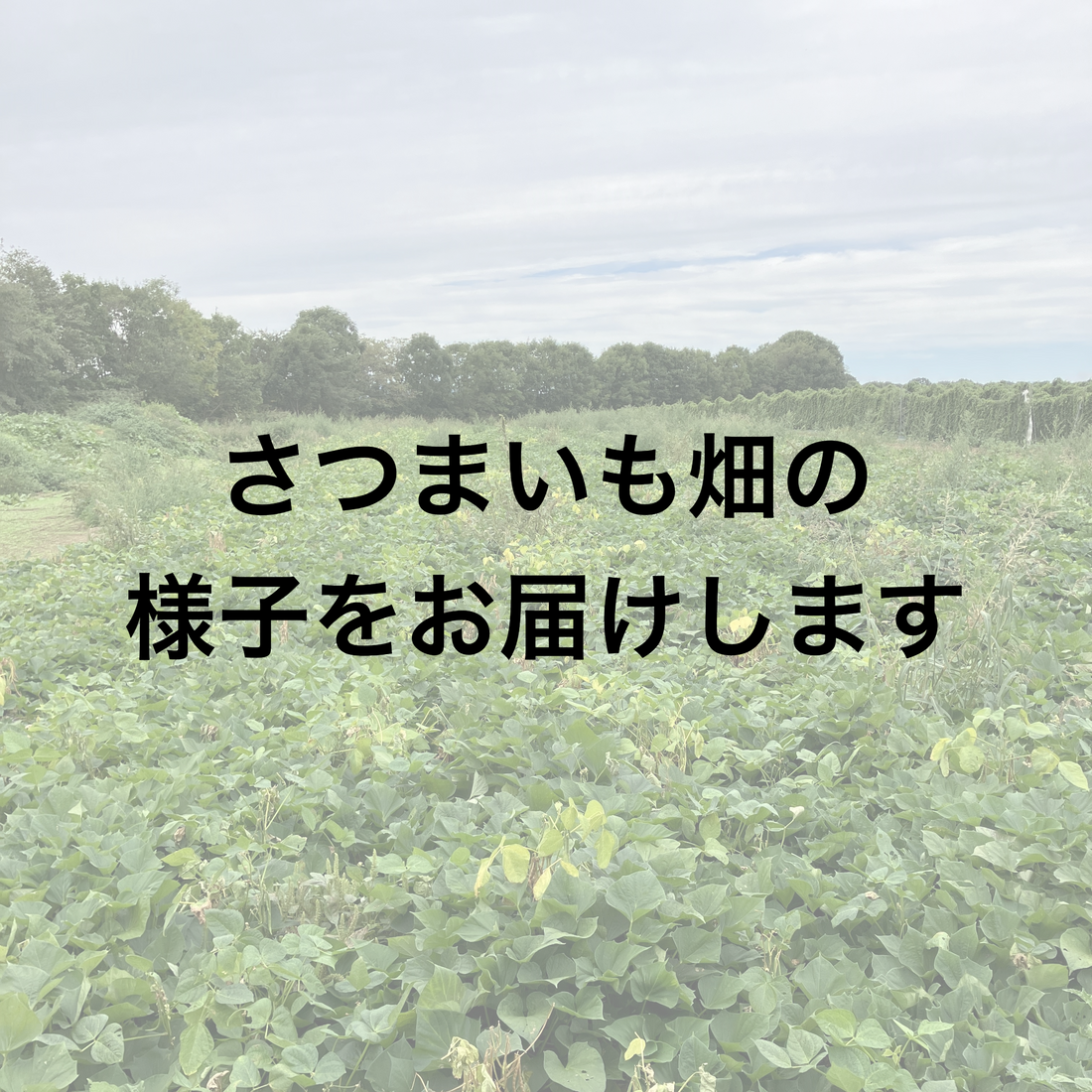 さつまいも畑の様子をお届けします!