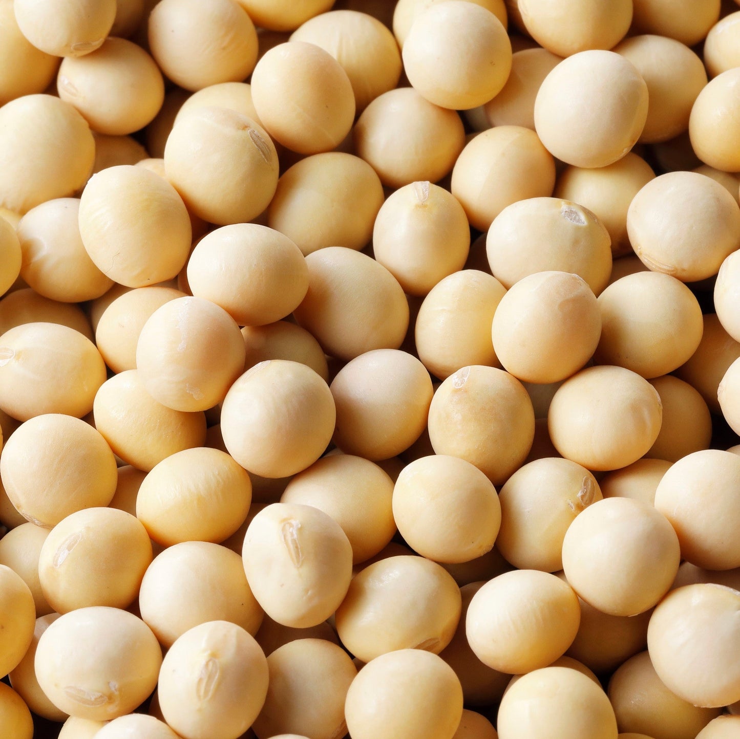北海道産 白目大豆 30kg【業務用】