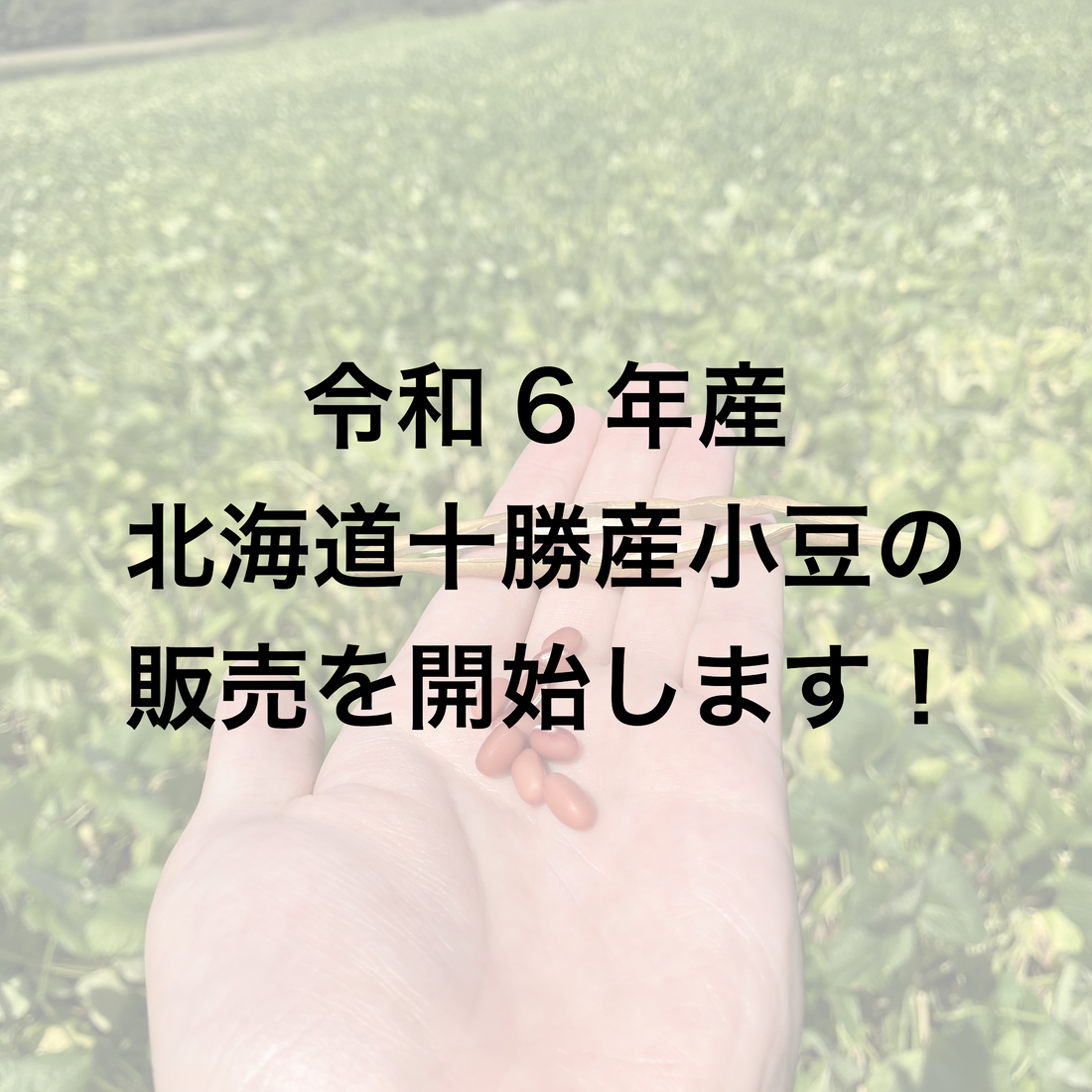 令和6年産小豆の販売を開始します！